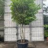 Prunus l. 'Novita' Pot 230 Liter 200 - 250 cm Meerstammig