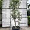 Quercus suber Pot 110 liter 200 - 250 cm Meerstammig