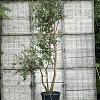 Quercus suber Pot 110 liter 200 - 250 cm Meerstammig