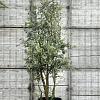 Quercus suber Pot 110 liter 200 - 250 cm Meerstammig