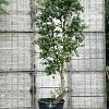 Quercus suber Pot 150 liter 250 - 300 cm Meerstammig
