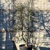 Quercus suber Pot 160 liter 300 - 350 CM Meerstammig