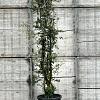 Quercus suber Pot 70 Liter 200 - 250 cm Meerstammig