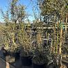 Quercus suber Pot 70 Liter 200 - 250 cm Meerstammig