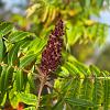 Rhus typhina Pot 130 liter 300 - 350 CM Meerstammig