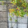 Rhus typhina Pot 130 liter 300 - 350 CM Meerstammig