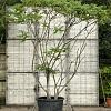 Rhus typhina Pot 150 liter 300 - 350 CM Meerstammig