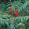Rhus typhina 'Dissecta' Pot 50 Liter 150 - 175 cm Meerstammig
