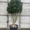 Taxus media 'Hillii' Pot 130 liter 175 - 200 cm Meerstammig