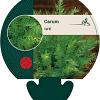 Carum carvi Pot 9 cm