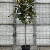 Magnolia grand. 'Galissonnière' Pot 25 Liter Halfstam