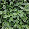Euonymus fort. 'Dart's Blanket' Pot 9 cm