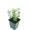 Euonymus fort. 'Emerald Gaiety' Pot 9 cm