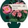 Hemerocallis 'Summer Wine' Pot 9 cm