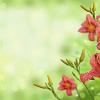 Hemerocallis 'Summer Wine' Pot 9 cm