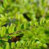 Lonicera nit. 'Maigrün' Pot 1,5 liter