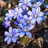 Hepatica nobilis Pot 9 cm