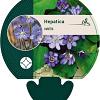 Hepatica nobilis Pot 9 cm