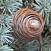Cedrus atl. 'Glauca Pendula' Pot 25 Liter Halfstam