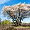 Amelanchier 'Ballerina' 175 - 200 cm