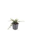 Cotoneaster pr. 'Queen of Carpets' Pot 9 cm