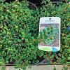 Cotoneaster pr. 'Queen of Carpets' Pot 9 cm