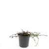 Cotoneaster pr. 'Streib's Findling' Pot 1,5 liter