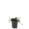 Cotoneaster pr. 'Streib's Findling' Pot 1,5 liter