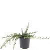 Cotoneaster pr. 'Streib's Findling' Pot 1,5 liter