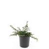 Cotoneaster pr. 'Streib's Findling' Pot 1,5 liter