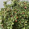 Cotoneaster pr. 'Streib's Findling' Pot 1,5 liter