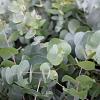 Eucalyptus gunnii Hoogstam (Stamomtrek 10-12 cm)