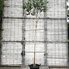 Eucalyptus gunnii Hoogstam (Stamomtrek 10-12 cm)