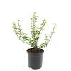 Euonymus fort. 'Emerald 'n' Gold' Pot 1,5 liter