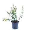 Euonymus fort. 'Emerald 'n' Gold' Pot 1,5 liter