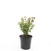 Euonymus fort. 'Emerald 'n' Gold' Pot 1,5 liter