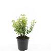 Euonymus fort. 'Emerald 'n' Gold' Pot 1,5 liter
