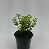 Euonymus fort. 'Emerald 'n' Gold' Pot 1,5 liter