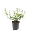 Euonymus fort. 'Emerald 'n' Gold' Pot 1,5 liter