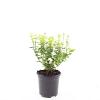 Euonymus fort. 'Emerald 'n' Gold' Pot 1,5 liter