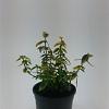 Euonymus fort. 'Emerald 'n' Gold' Pot 1,5 liter