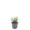Euonymus fort. 'Harlequin' Pot 9 cm