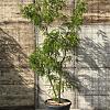 Gleditsia triac. 'Sunburst' Pot 130 liter 200 - 250 cm Meerstammig