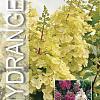 Hydrangea pan. Candlelight Pot 12 liter Stam 60 cm