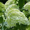 Hydrangea pan. 'Limelight' Pot 12 liter Stam 60 cm