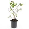 Hypericum 'Hidcote' Pot 1,5 liter