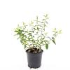 Hypericum 'Hidcote' Pot 1,5 liter