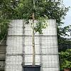 Liquidambar styraciflua Hoogstam (Stamomtrek 30-35 cm)