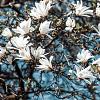 Magnolia kobus Hoogstam (Stamomtrek 10-12 cm)