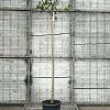Morus alba 'Fruitless' Hoogstam (Stamomtrek 10-12 cm)